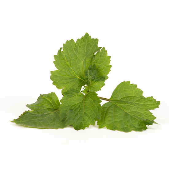 Patchouli.png__PID:17ce961b-3edb-4fa8-bfd2-bf1e4e8a9076