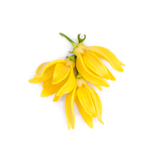 Ylang-Ylang.png__PID:96d175ff-c979-4bd5-9eb3-c1e6f0c9a619